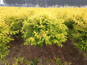 2016年苗木行業苗木彩化發展趨勢