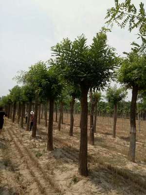 山東鄆城瀚林綠化苗木基地