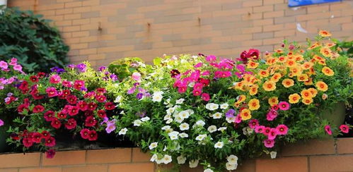 建議 三四月逛花市,遇到6種花,果斷入手吧,雖便宜但愛(ài)開(kāi)花