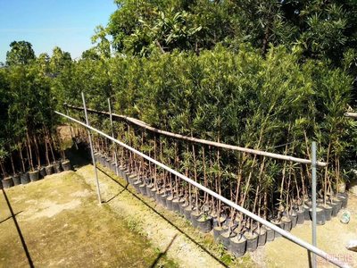 【羅漢松培養(yǎng)基地、羅漢松小苗直銷、質(zhì)優(yōu)價(jià)廉】綠化苗木,價(jià)格,廠家,供應(yīng)商,花木,龍海市東泗興輝園藝場 - 產(chǎn)品庫