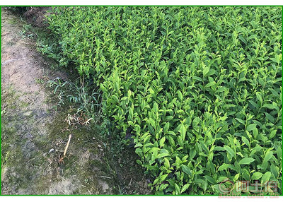 【福鼎大白茶苗價格】福鼎大白茶苗價格,價格,廠家,供應(yīng)商,花木、果木種苗,雅安市名山區(qū)惠農(nóng)苗木種植農(nóng)民專業(yè)合作社 - 產(chǎn)品庫