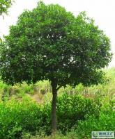 大量0怡程苗圃桂花,米徑15公分八月桂[供應(yīng)]_綠化苗木_世界工廠網(wǎng)中國產(chǎn)品信息庫