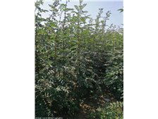 產品展示 絳縣森之泉苗木種植專業合作社