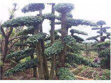 瀏陽柏湖苗木專業合作社產品展示