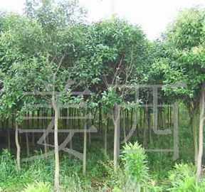 【廠家直供】綠化苗木 /喬木 /大葉女貞/3-4公分_農(nóng)副產(chǎn)品_世界工廠網(wǎng)中國(guó)產(chǎn)品信息庫(kù)