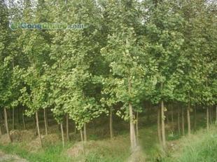 供應(yīng)咨詢銀杏樹價格|咨詢銀杏樹行情|邳州市翔齊銀杏苗木基地_紡織、皮革_世界工廠網(wǎng)中國產(chǎn)品信息庫