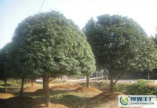 大量0精品苗木--桂花樹_農(nóng)副產(chǎn)品_世界工廠網(wǎng)中國產(chǎn)品信息庫