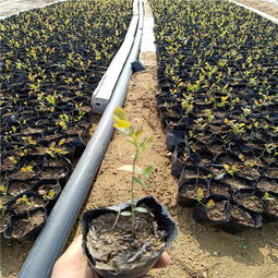 【哪里有藍(lán)莓苗賣,藍(lán)莓苗出售,藍(lán)莓苗種植圖片,藍(lán)莓苗廠家】-