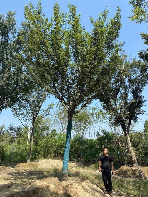 苗多多實地認證 景湖苗木