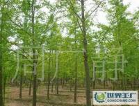 最低價銷售銀杏樹、嫁接銀杏樹、實生銀杏樹[供應]_綠化苗木_世界工廠網中國產品信息庫