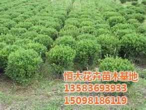 黃楊 恒大花卉苗木基地 青州黃楊