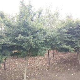 安徽肥西雞爪槭,規(guī)格齊全,精品銷售