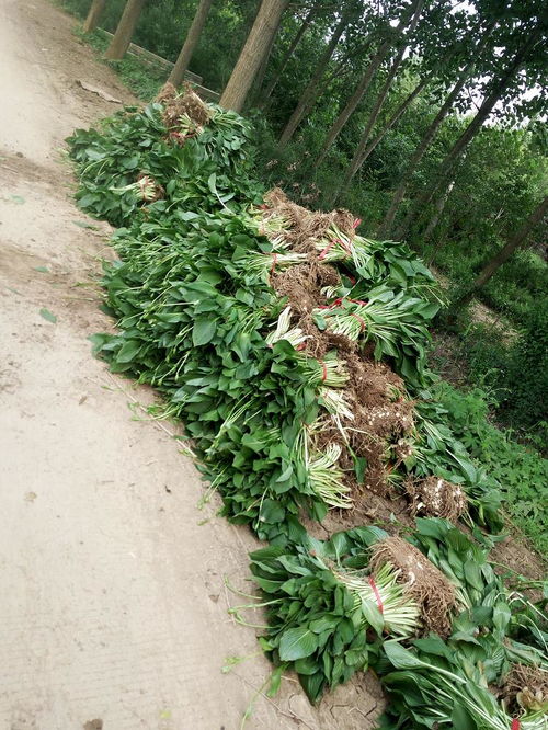 玉簪紫玉簪苗木 沭陽(yáng)縣完美園林綠化苗木場(chǎng)