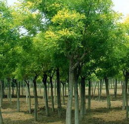 國槐苗木