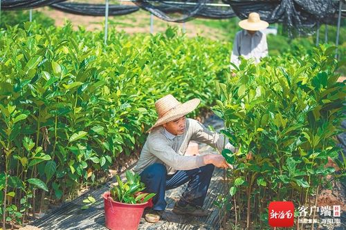 如何應(yīng)對(duì)新挑戰(zhàn) 如何把握新機(jī)遇 如何加快轉(zhuǎn)型升級(jí) 海墾 三問 謀發(fā)展