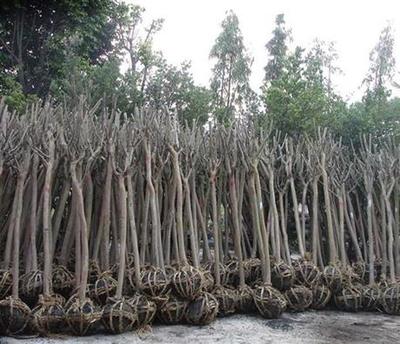 沭陽3公分紫薇苗木最新價(jià)格報(bào)價(jià)