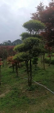 苗木通新晉會(huì)員 桂林莫建忠 誠(chéng)信第一,精品苗木