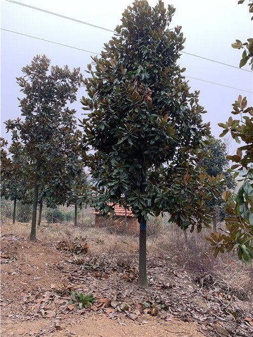 河南新鄉(xiāng)長(zhǎng)垣廣玉蘭河南苗木