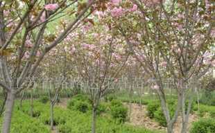 供應(yīng)櫻花、喬木灌木、紫薇、廣玉蘭 沭陽(yáng)苗木_農(nóng)副產(chǎn)品_世界工廠網(wǎng)中國(guó)產(chǎn)品信息庫(kù)