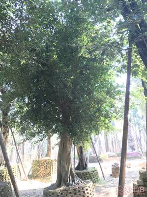 【小葉榕苗木直轄、品質(zhì)保證、最新報(bào)價(jià)】綠化苗木,價(jià)格,廠家,供應(yīng)商,花木,龍海市東泗興輝園藝場 - 產(chǎn)品庫