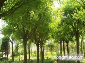 油松 樟子松 國槐 刺槐一級苗木低價(jià)供應(yīng)