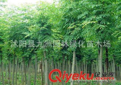 批發(fā)華山松,羅漢松,雪松,規(guī)格全,貨源足。-沭陽縣九洲園林綠化苗木場提供批發(fā)華山松,羅漢松,雪松,規(guī)格全,貨源足。的相關(guān)介紹、產(chǎn)品、服務(wù)、圖片、價(jià)格沭陽縣九洲園林綠化苗木場、花卉苗木;苗木種子;景觀木屋