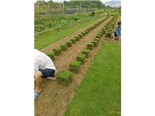 產(chǎn)品展示 郴州市蘇仙區(qū)宏達草皮苗木基地