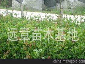 桂花樹苗供應商,價格,桂花樹苗批發(fā)市場 