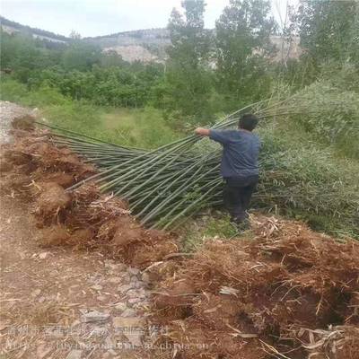 主營產品:花卉租擺、工廠綠化工程、各種綠化苗木、花卉基地直銷