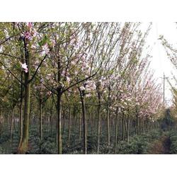 苗木 斌洋草花苗木 已認證 山東綠化苗木