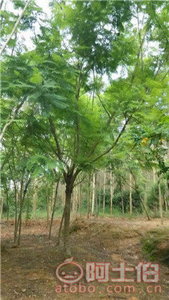 【四川藍(lán)花楹開花基地直銷,漳州藍(lán)花楹基地供應(yīng)價格】綠化苗木,價格,廠家,供應(yīng)商,花木,漳浦縣閩龍花卉種植園 - 產(chǎn)品庫