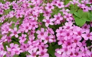 綠城集團(tuán)園林軟景苗木圖譜,非常全面,值得借鑒 收藏