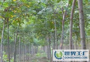 白臘樹苗,白臘,白臘苗木_農副產品_世界工廠網中國產品信息庫