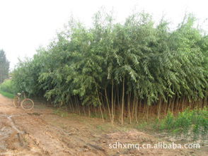 銷售綠化苗木速生楊苗木107108批發速生楊樹苗木107108