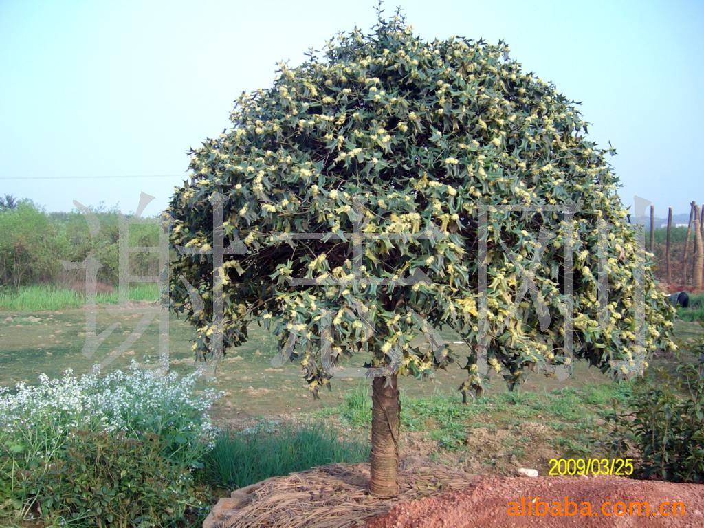 【綠化設(shè)計(jì)圖中的喬木與灌木之分】價格、產(chǎn)品供應(yīng),綠化設(shè)計(jì)圖中的喬木與灌木之分廠家批發(fā)-1024商務(wù)網(wǎng)