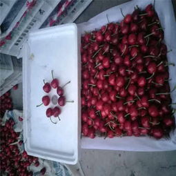 克拉瑪依市矮化櫻桃苗低價熱銷，品質保障助力林業種植