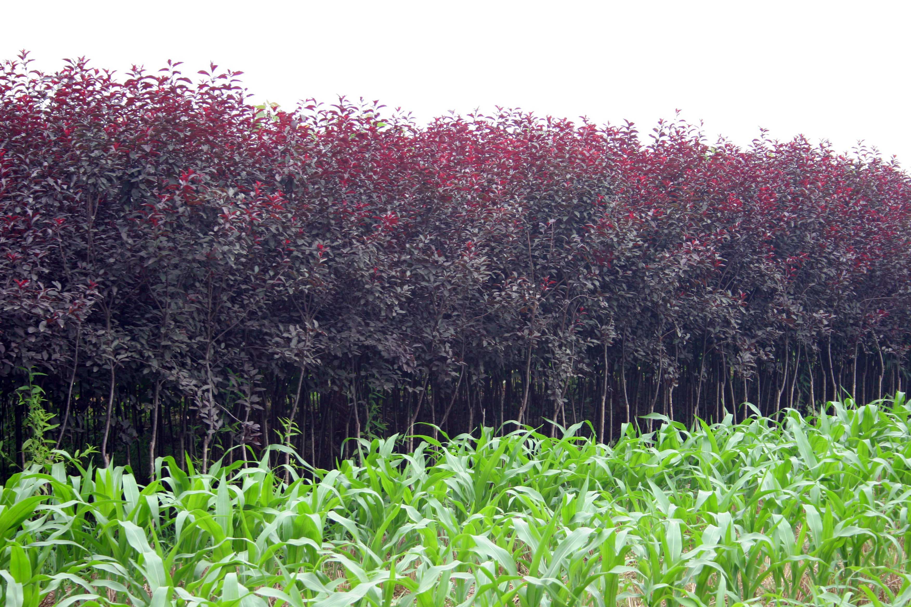 武陟縣小巖村 苗木花卉基地的綠色崛起與鄉(xiāng)村振興實(shí)踐