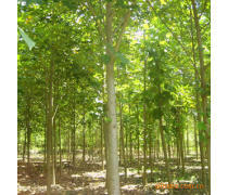 軒都苗木基地直銷優質馬褂木（鵝掌楸）樹苗，量大優惠，綠化優選